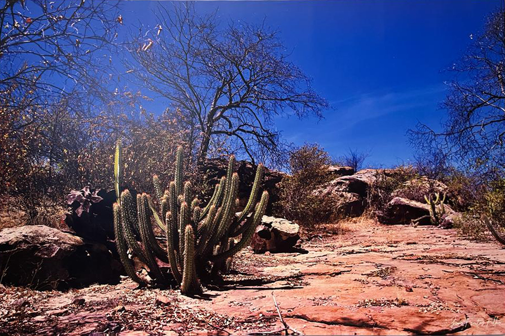 Atacama da Caatinga III